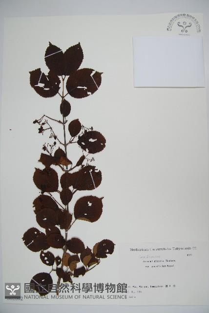 登錄號:S082002藏品圖，第1張