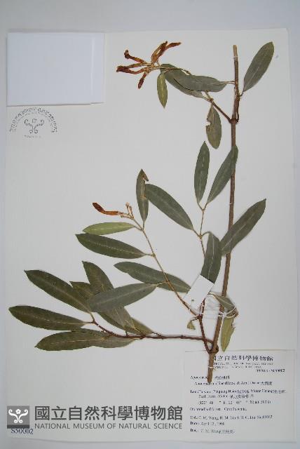 大錦蘭藏品圖，第1張