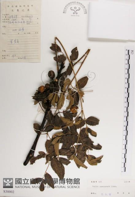 楝、苦楝藏品圖，第1張