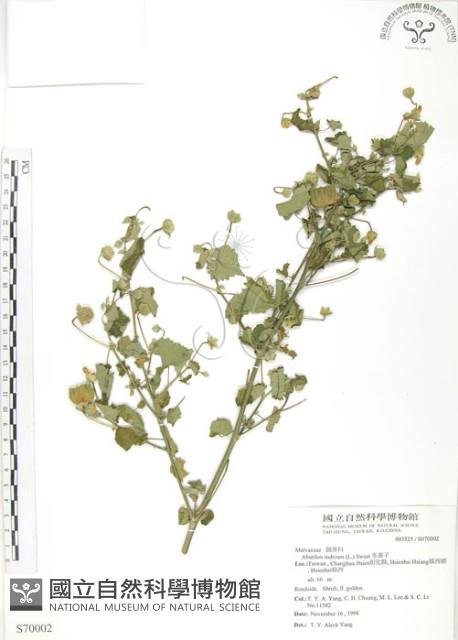 冬葵子藏品圖，第1張