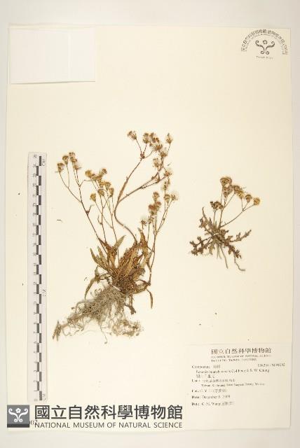 關山千里光藏品圖，第1張