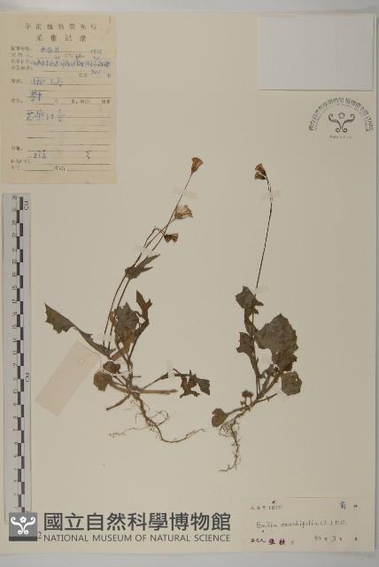 紫背草藏品圖，第1張