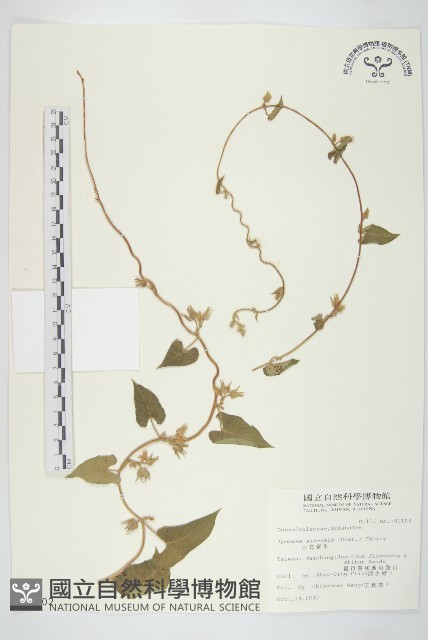 白花牽牛藏品圖，第1張