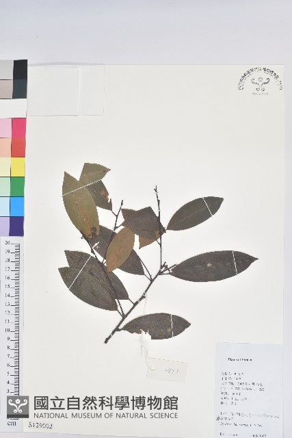 垂枝泡花樹藏品圖，第1張