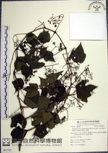 漢氏山葡萄藏品圖，第1張