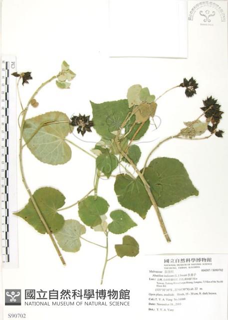 幾內冬葵子，幾內亞磨盤草藏品圖，第1張