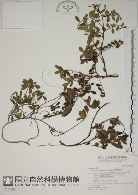 越橘葉蔓榕藏品圖，第1張