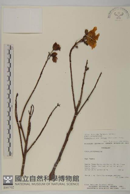 登錄號:S080702藏品圖，第1張