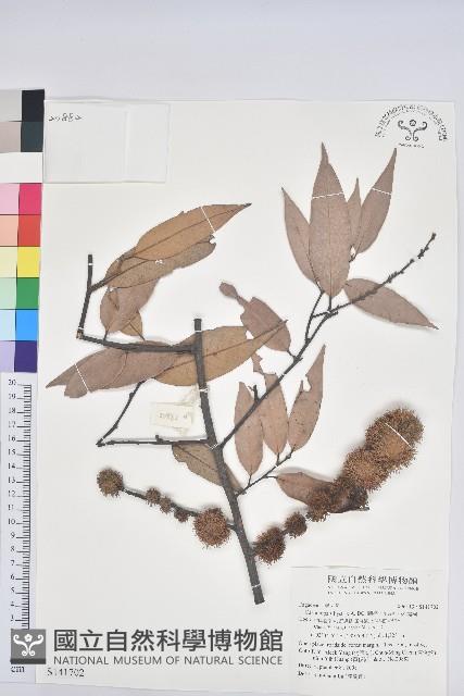 刺栲、鉤栗、火燒柯藏品圖，第1張