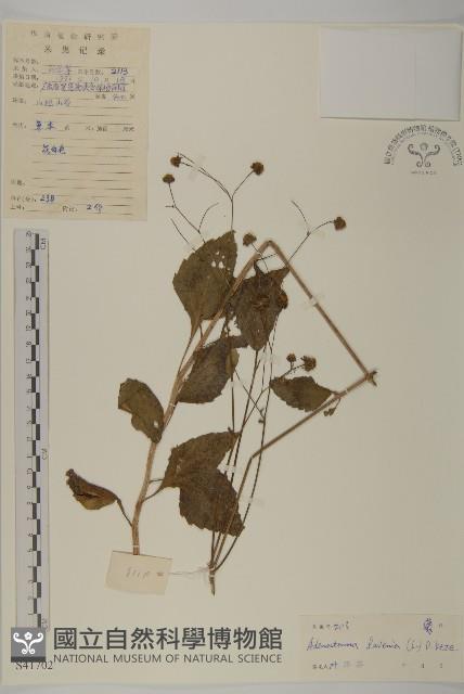 下田菊藏品圖，第1張