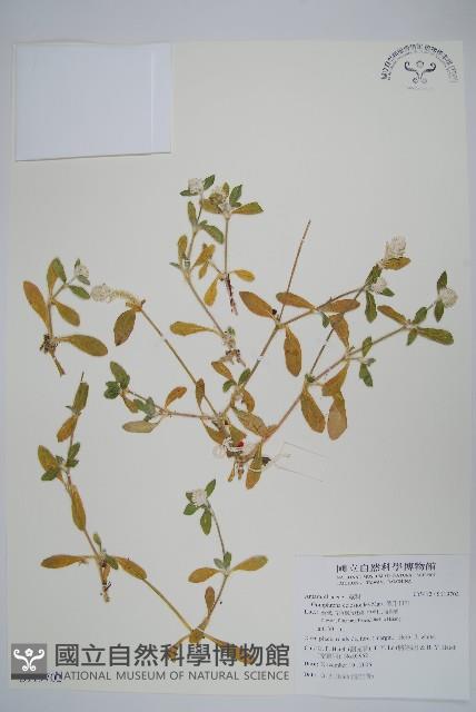 假千日紅藏品圖，第1張