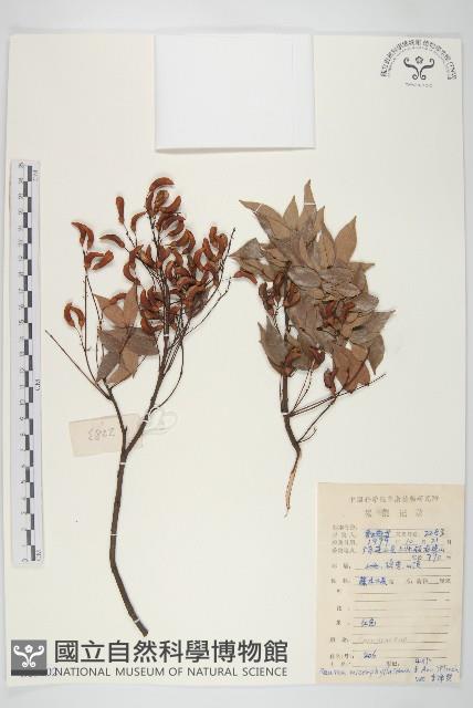 紅葉藤藏品圖，第1張