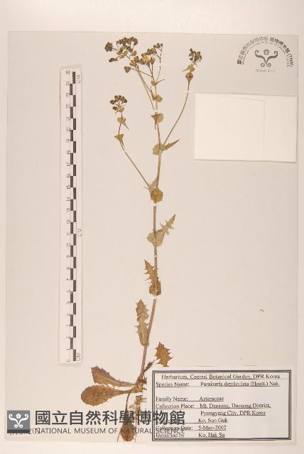 齒緣葉類苦賈菜藏品圖，第1張