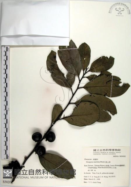 黃心柿藏品圖，第1張