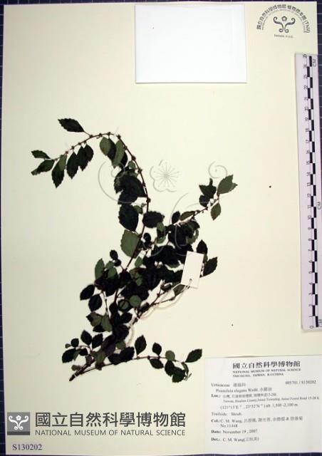 水雞油藏品圖，第1張