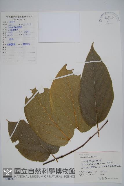 長毛八角楓藏品圖，第1張