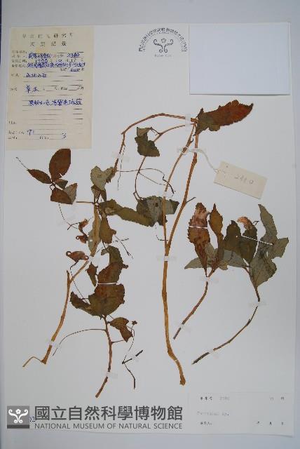 登錄號:S040202藏品圖，第1張