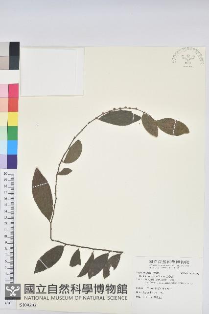 土密樹藏品圖，第1張