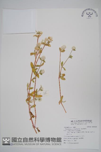 短穗假千日紅藏品圖，第1張