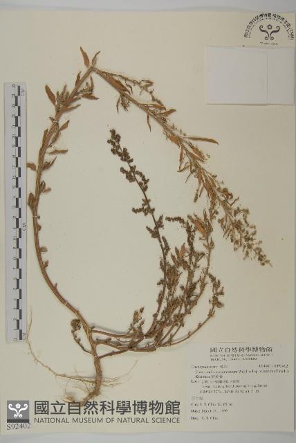 變葉藜藏品圖，第1張