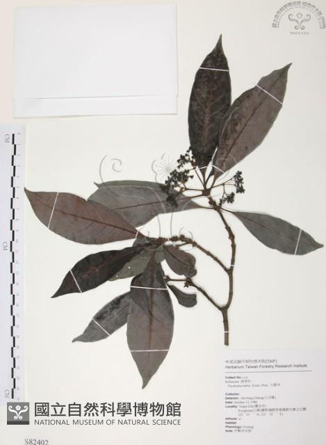 九節木、牛屎烏、青龍吐霧藏品圖，第1張