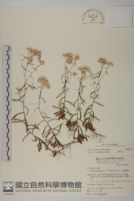 玉山抱莖籟簫藏品圖，第1張