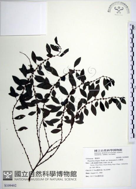 水雞油藏品圖，第1張