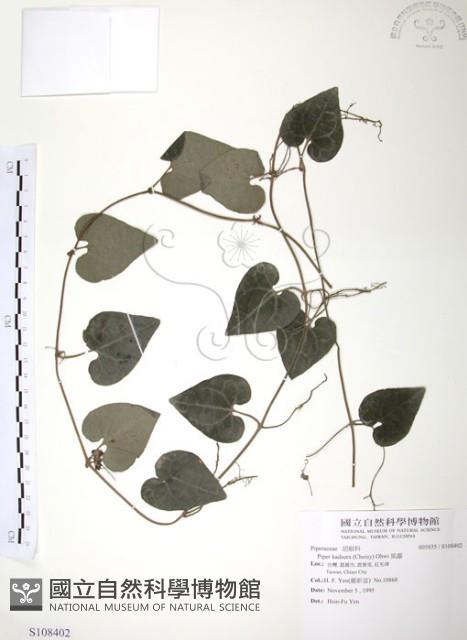 風藤藏品圖，第1張