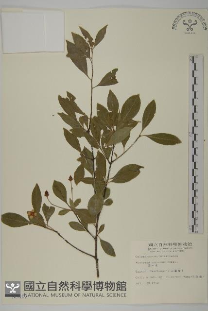 厚葉衛矛, 源一木藏品圖，第1張