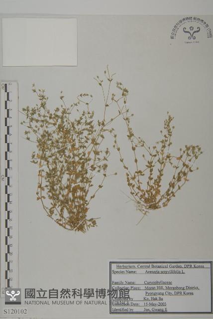 無心菜、鵝不食草藏品圖，第1張