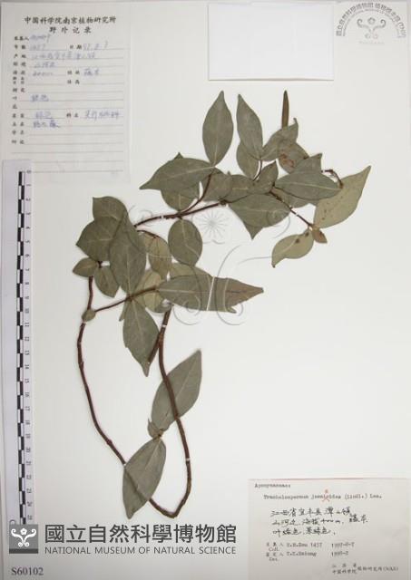 絡石藏品圖，第1張