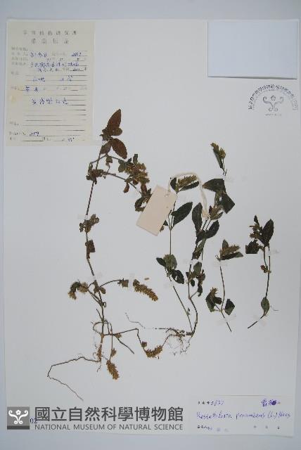 爵床、六角英藏品圖，第1張