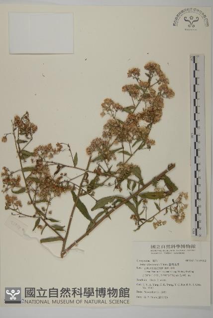 臺灣馬蘭藏品圖，第1張