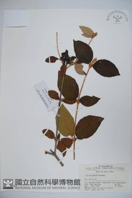 球花莢迷藏品圖，第1張