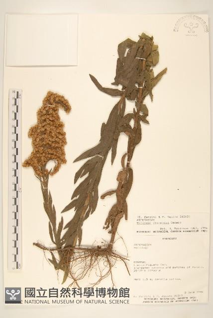 登錄號:S062302藏品圖，第1張