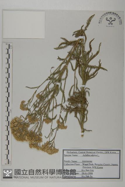 蓍草藏品圖，第1張