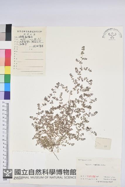 地錦藏品圖，第1張