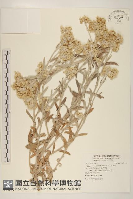 紅面番藏品圖，第1張