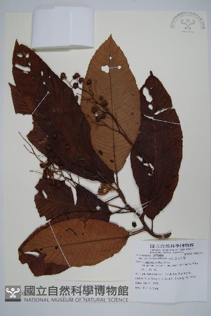 登錄號:S081302藏品圖，第1張