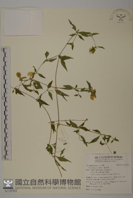 狗筋蔓藏品圖，第1張