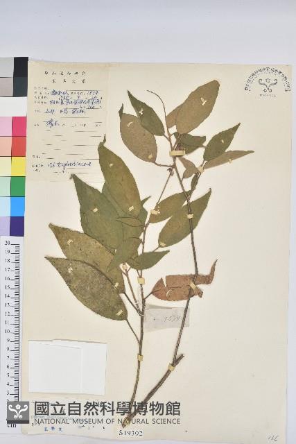 毛果巴豆藏品圖，第1張