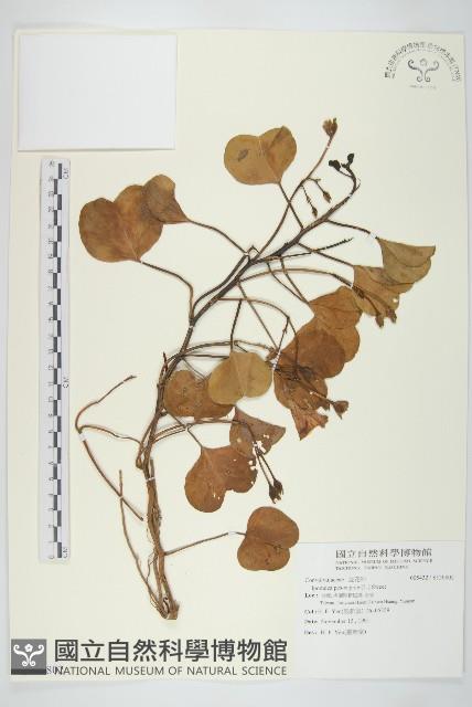 登錄號:S120802藏品圖，第1張