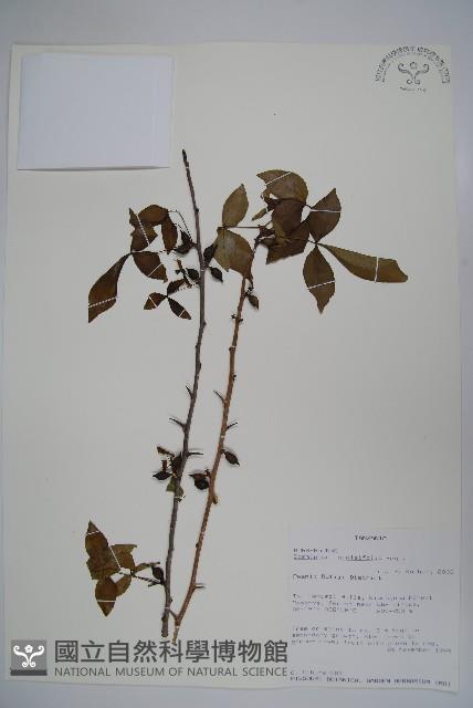 登錄號:S100802藏品圖，第1張
