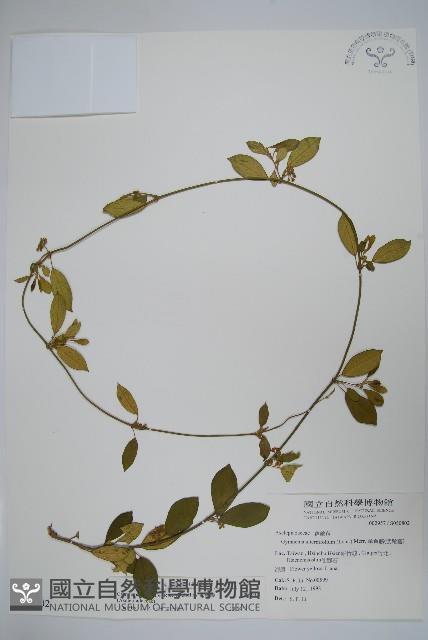 武靴藤藏品圖，第1張