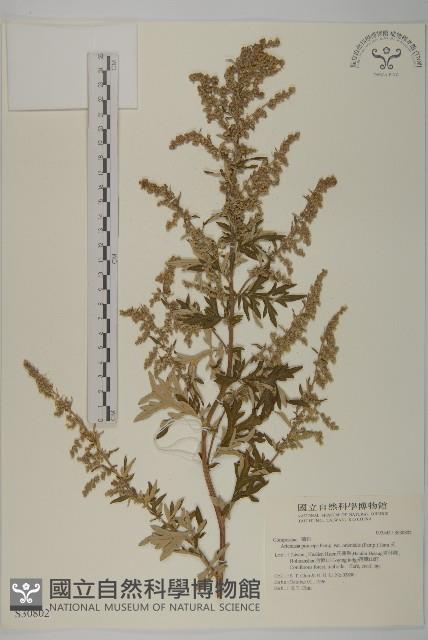 登錄號:S030802藏品圖，第1張