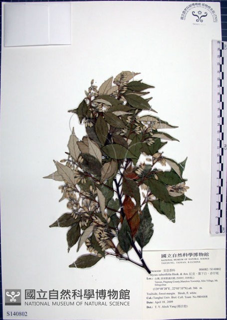 紅皮、葉下白、赤仔尾藏品圖，第1張