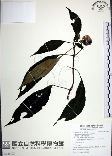 角桐草、台灣半蒴苣苔藏品圖，第1張