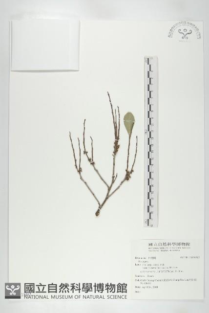 登錄號:S131802藏品圖，第1張