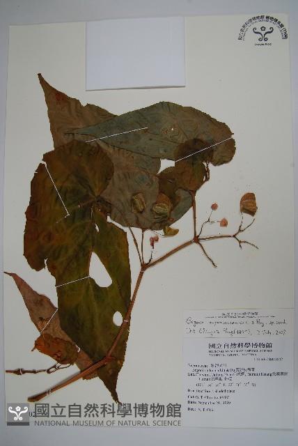 出雲山秋海棠藏品圖，第1張