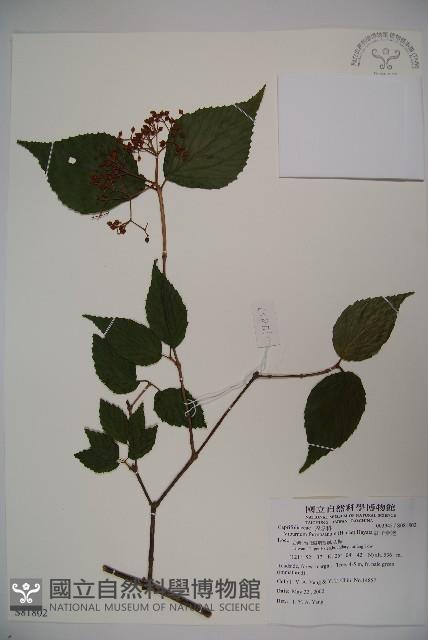 紅子莢迷藏品圖，第1張
